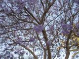Jacaranda mimosifolia. Часть кроны цветущего дерева. Израиль, г. Беэр-Шева, городское озеленение. 06.05.2013.
