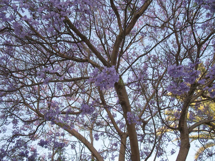 Изображение особи Jacaranda mimosifolia.