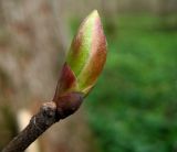 Tilia begoniifolia