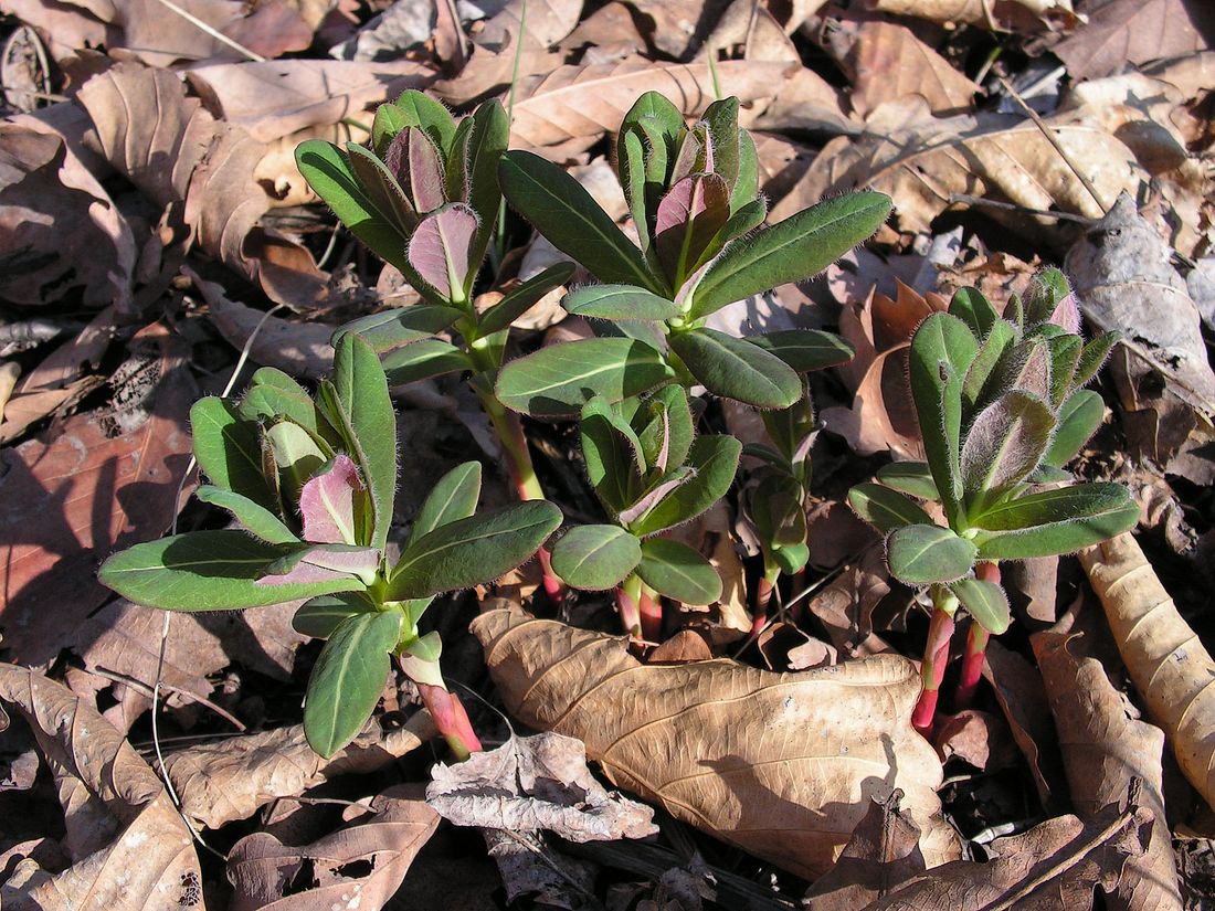 Изображение особи Euphorbia lucorum.