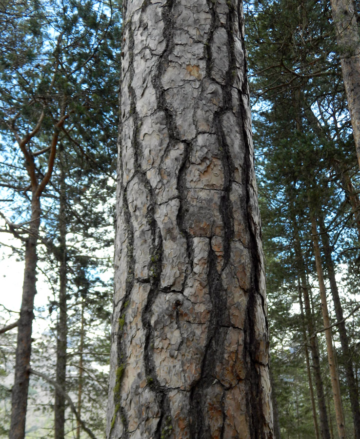 Image of Pinus sylvestris ssp. hamata specimen.