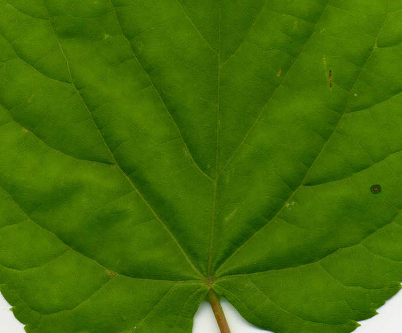 Image of Tilia cordata specimen.