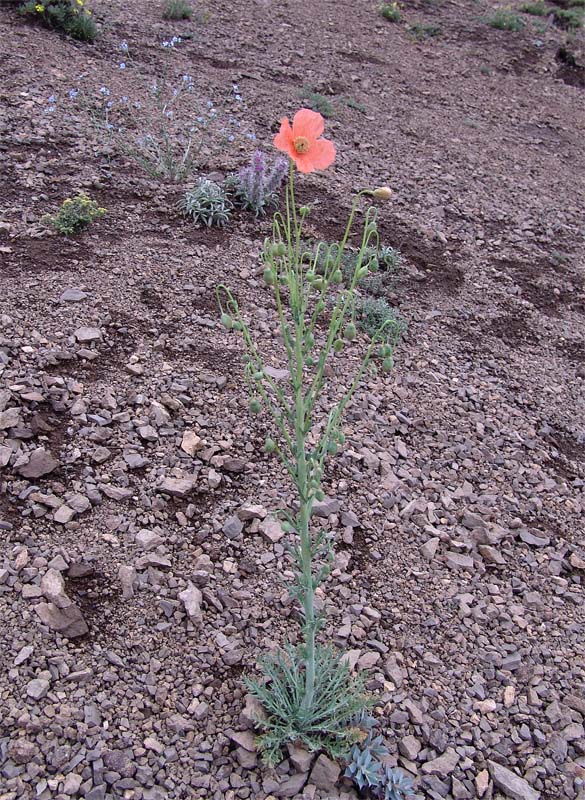 Изображение особи Papaver persicum.