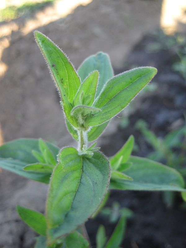 Image of genus Pycnanthemum specimen.