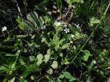 Moehringia lateriflora. Цветущие растения. Камчатский край, Елизовский р-н, окр. г. Петропавловск-Камчатский, бухта Завойко, сухой разнотравный луг. 04.07.2013.