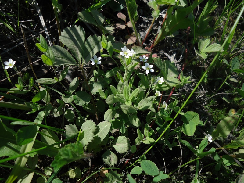 Image of Moehringia lateriflora specimen.