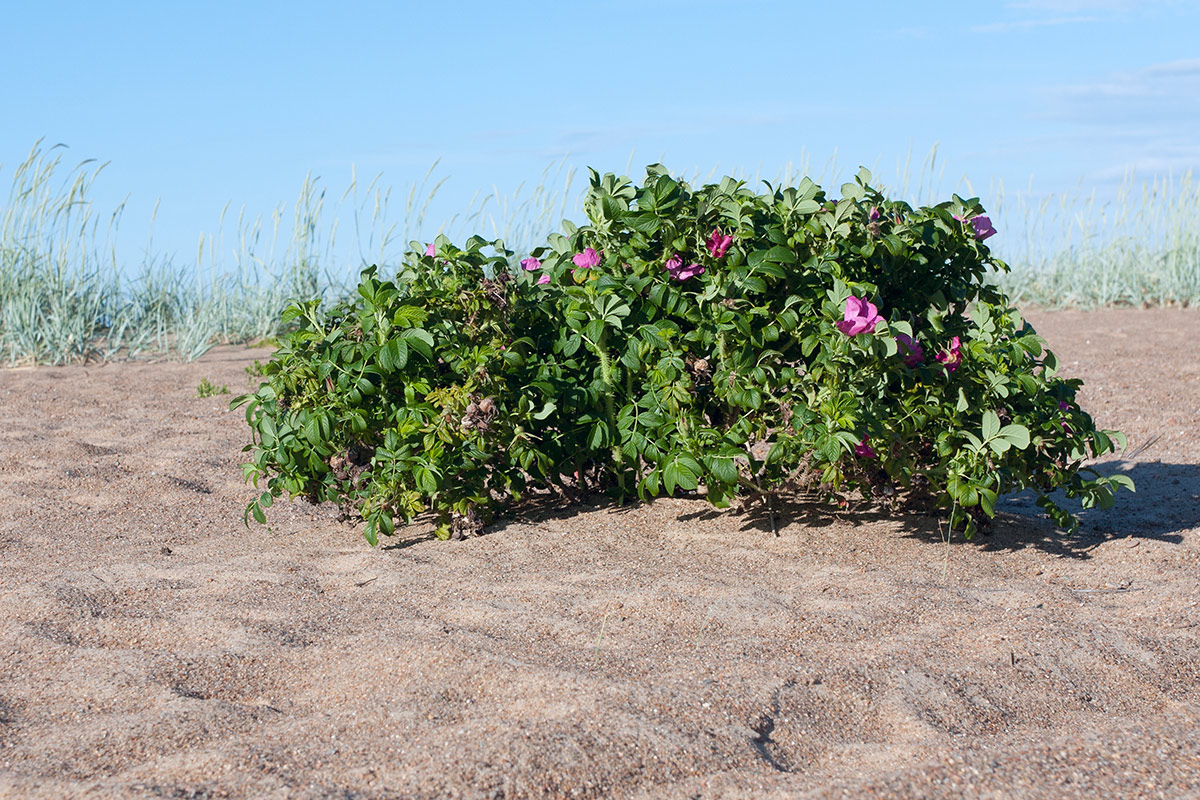 Image of Rosa rugosa specimen.