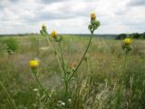 Picris hieracioides