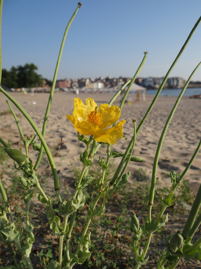 Изображение особи Glaucium flavum.