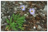 Aster alpinus