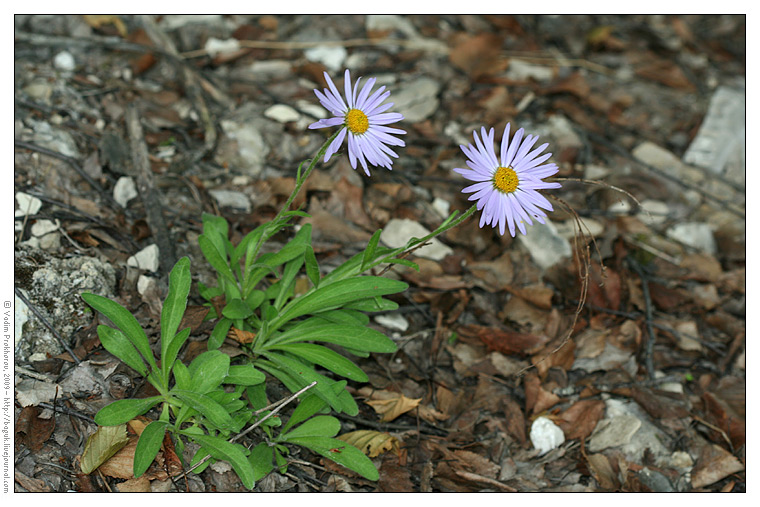 Изображение особи Aster alpinus.