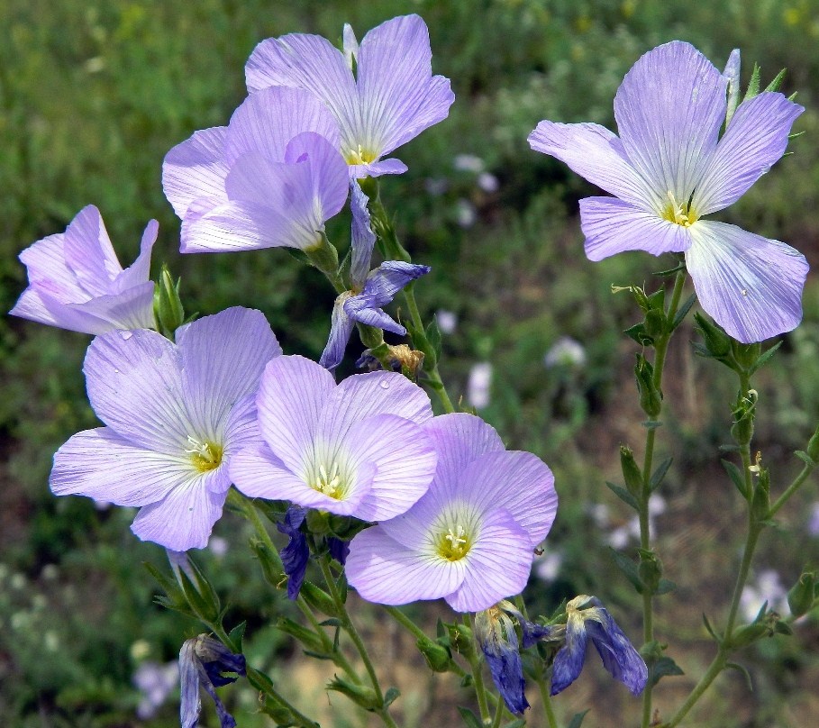 Изображение особи Linum hirsutum.