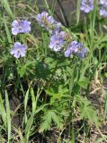 Geranium erianthum. Цветущее растение. Камчатский край, Ключевская группа вулканов, окр. перевала Толуд, луговой склон. 19.07.2013.