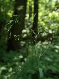 Festuca gigantea. Соцветие с распустившимися цветками. Широколиственный лес на Дудергофских высотах, Санкт-Петербург, конец июля.