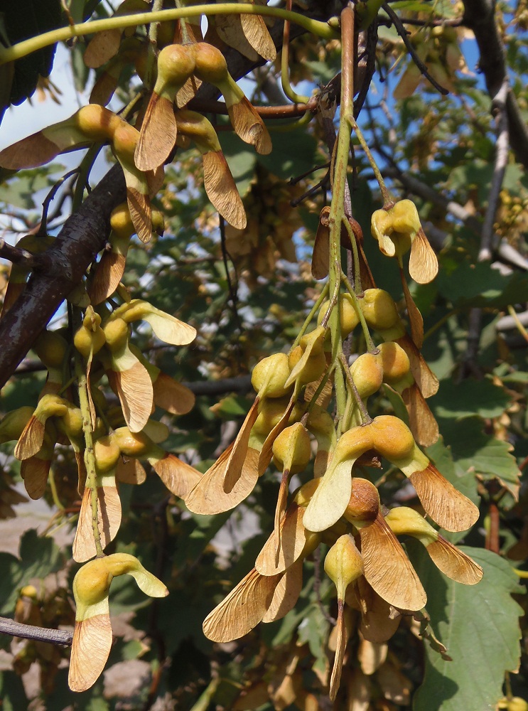 Изображение особи Acer pseudoplatanus.