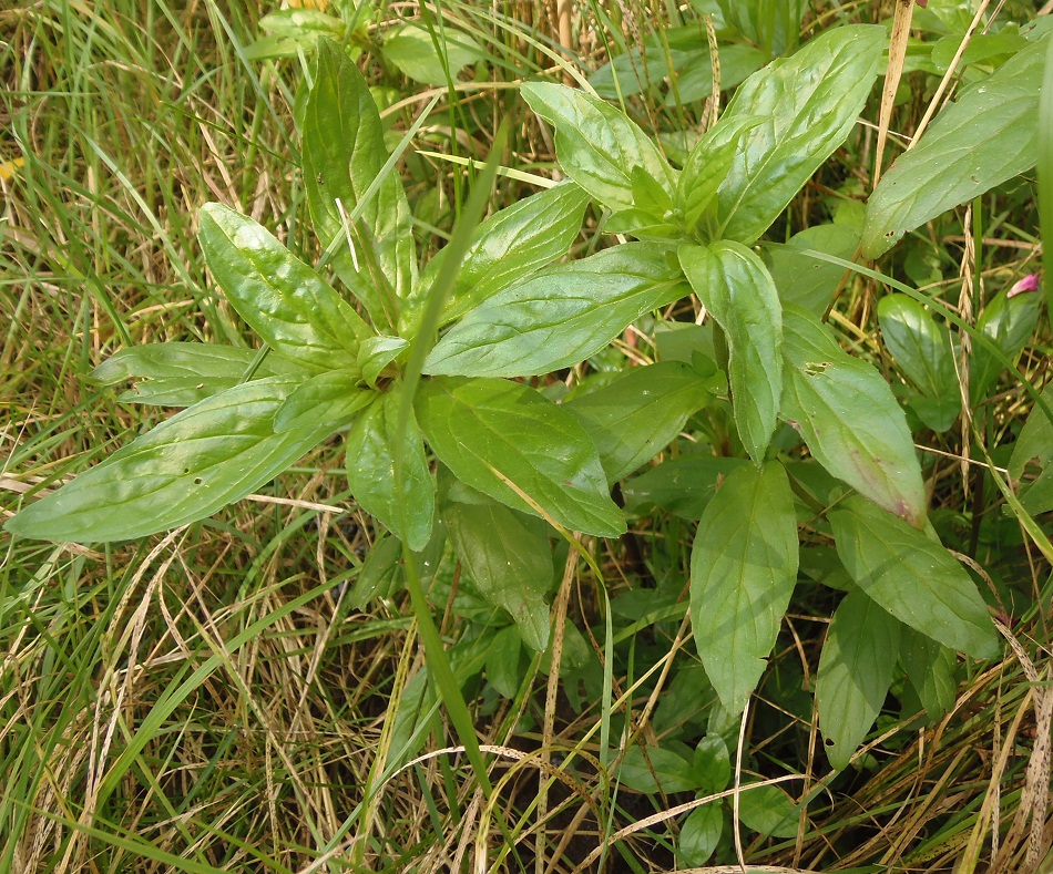 Изображение особи род Epilobium.