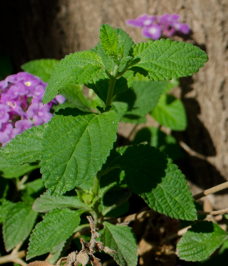 Изображение особи Lantana montevidensis.