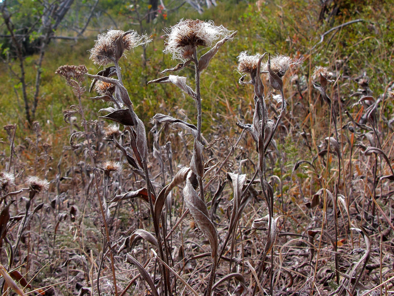 Изображение особи род Inula.