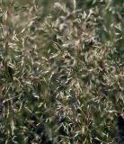Image of taxon representative. Author is Виталий Гуменюк