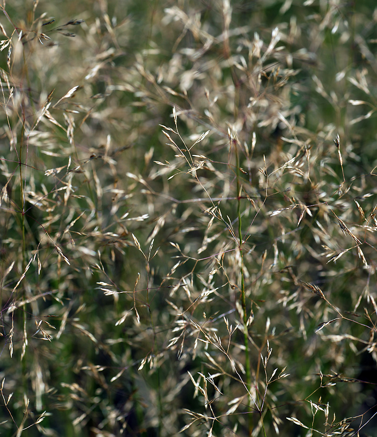 Изображение особи род Agrostis.