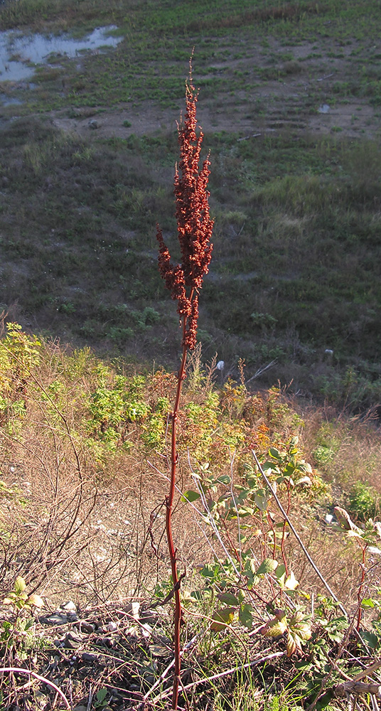 Image of Rumex crispus specimen.