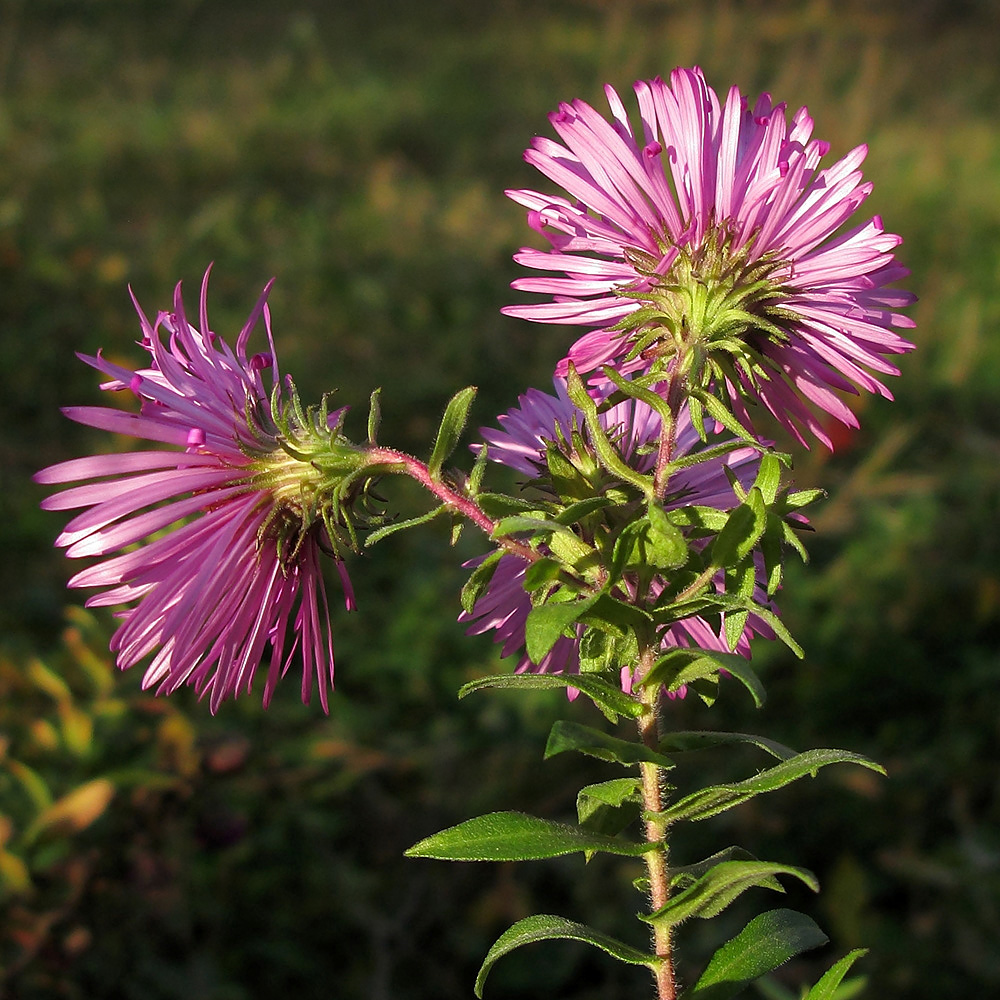 Image of Symphyotrichum novae-angliae specimen.