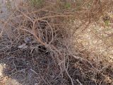 Commicarpus sinuatus