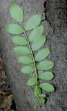 Rosa roxburghii