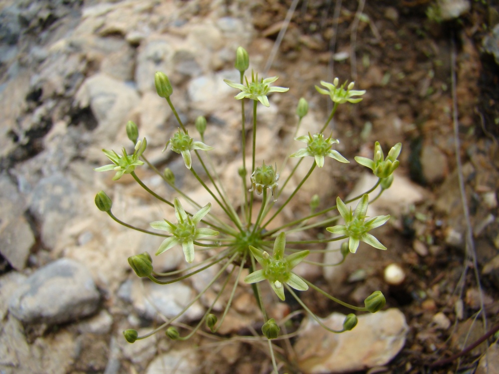 Изображение особи Allium viridiflorum.