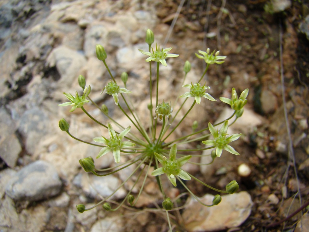 Image of Allium viridiflorum specimen.