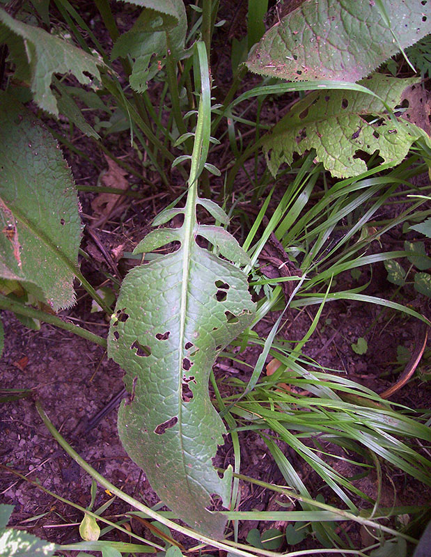 Image of Serratula tinctoria specimen.