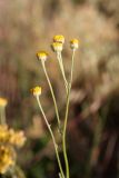 Tanacetum turlanicum