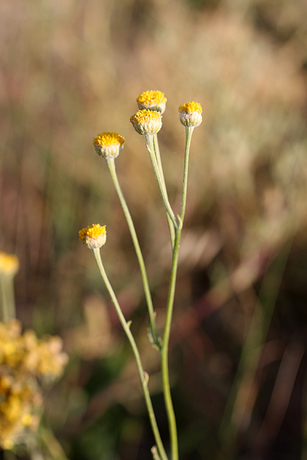 Image of Tanacetum turlanicum specimen.