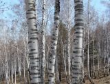 genus Betula. Стволы взрослых деревьев. Иркутская обл., окр. Иркутского вдхр. 01.05.2013.