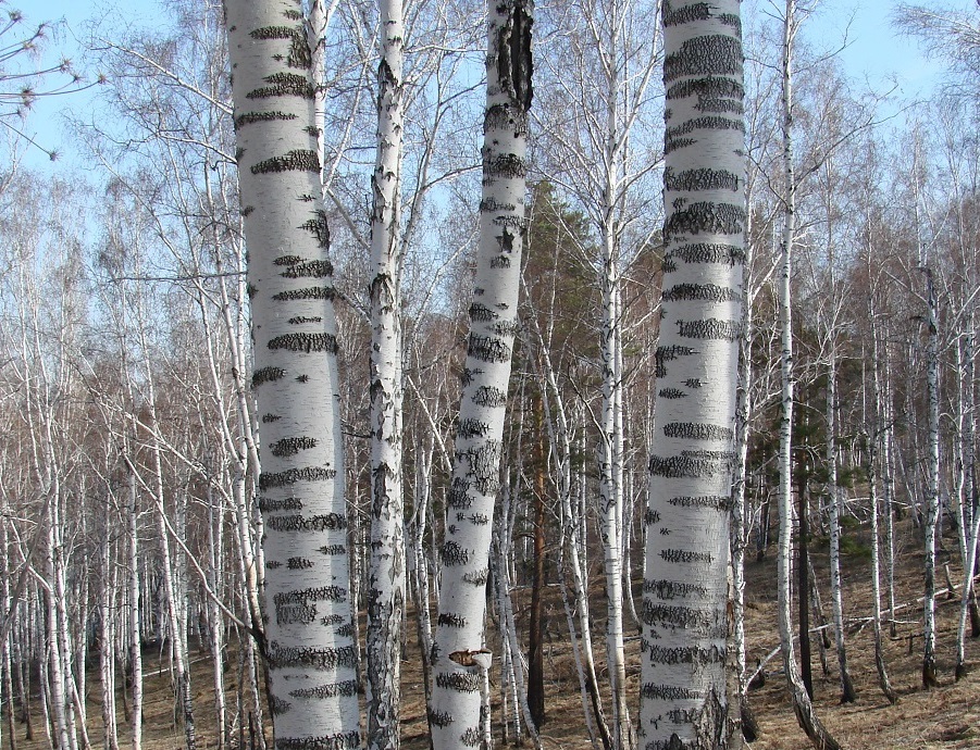 Image of genus Betula specimen.