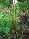 Dryopteris filix-mas. Растение с разворачивающимися молодыми вайями. Пермский край, окр. г. Красновишерск, левый берег р. Вишера, залесённое подножие известнякового уступа \"Камень Ветлан\". 10.06.2013.