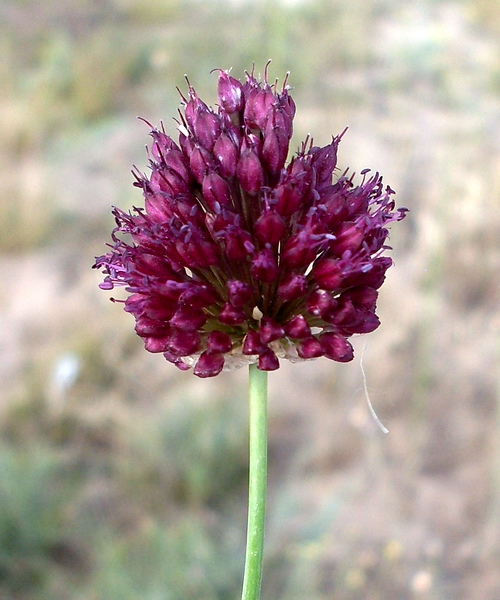 Изображение особи Allium sphaerocephalon.