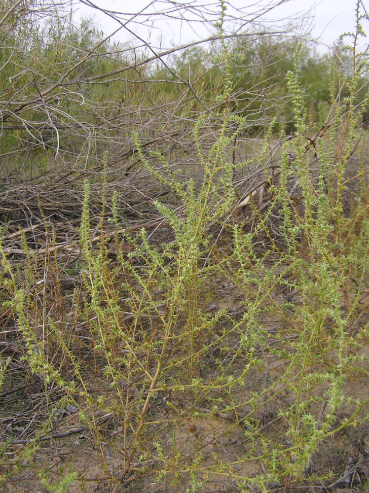 Image of Salsola tragus specimen.