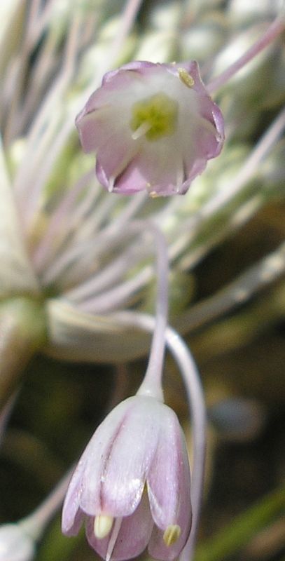 Изображение особи Allium paniculatum.