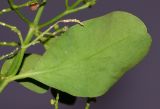 Salvadora persica