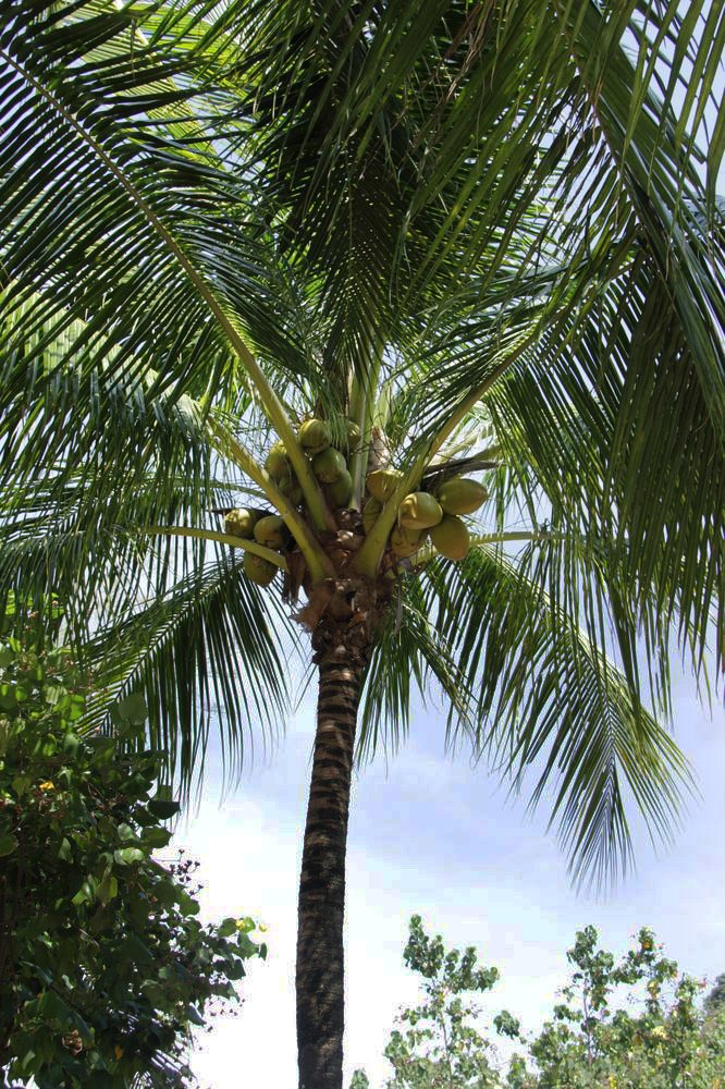 Image of Cocos nucifera specimen.