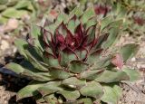 Sempervivum tectorum. Вегетирующее растение. Германия, г. Дюссельдорф, Ботанический сад университета. 04.05.2014.