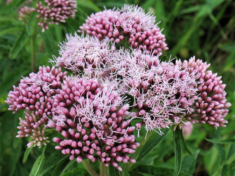 Image of Eupatorium cannabinum specimen.