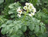 Solanum tuberosum