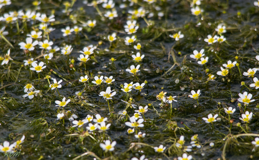 Image of genus Batrachium specimen.