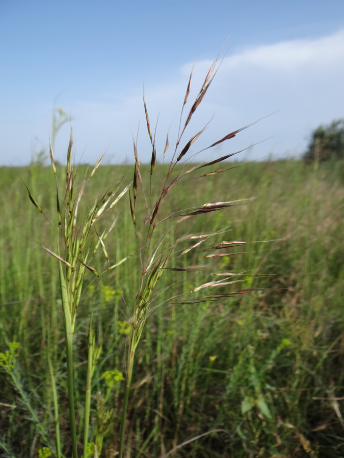 Изображение особи Chrysopogon gryllus.