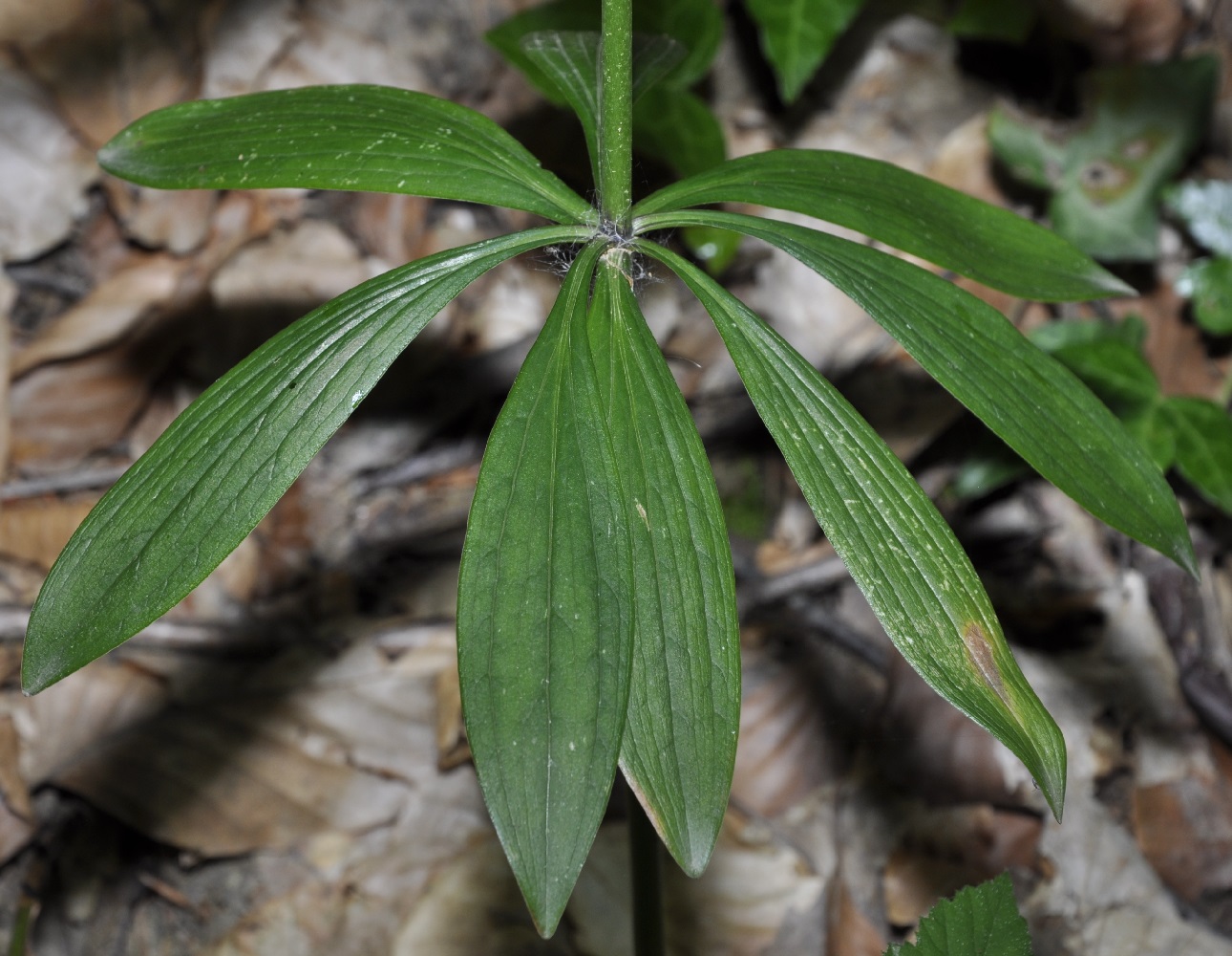 Изображение особи Lilium martagon.