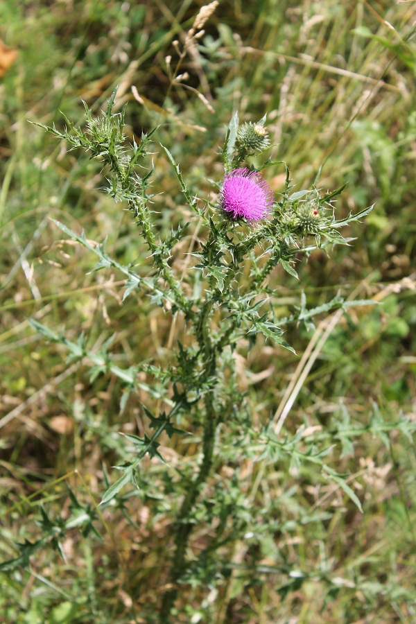 Image of Carduus acanthoides specimen.