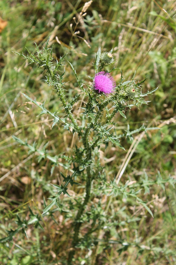 Изображение особи Carduus acanthoides.