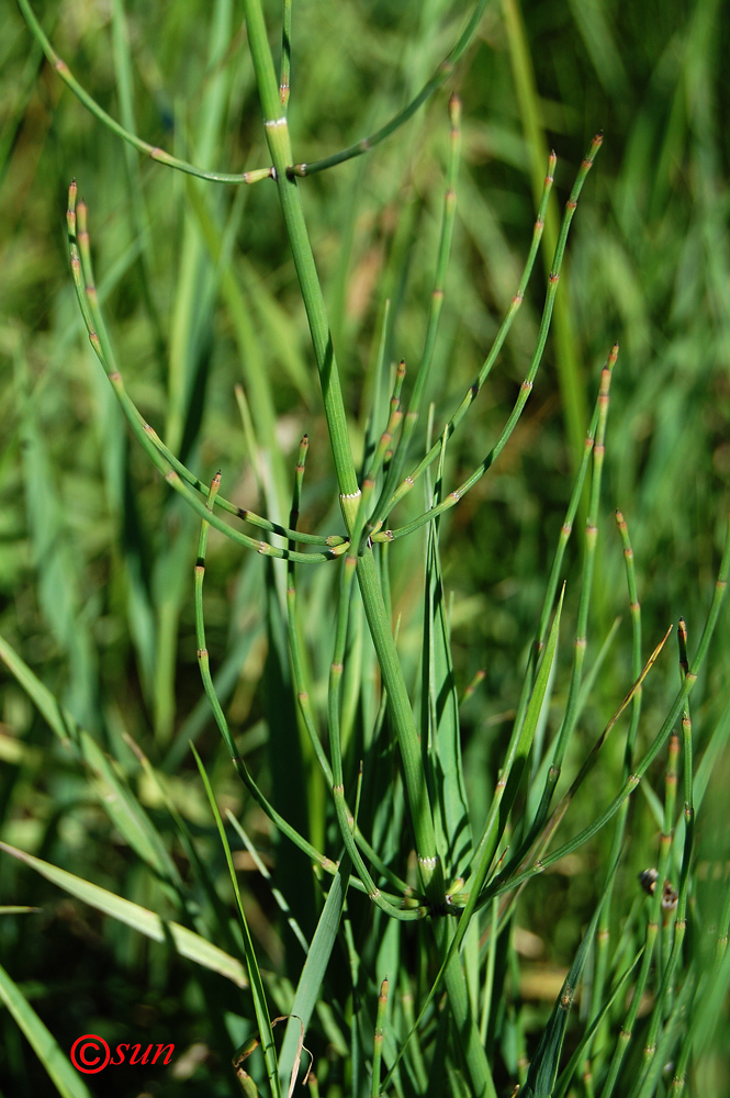 Изображение особи Equisetum ramosissimum.